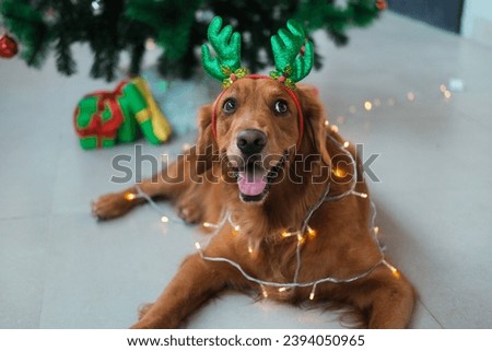 A Christmas dog of the Golden Retriever breed with a garland wrapped around him and a hat with deer antlers on his head lies against the background of a Christmas tree.