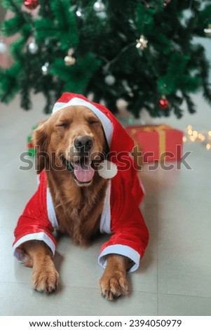 A golden retriever dog in a Santa Claus suit and hat lies under the Christmas tree and smiles. New Year's dog mascot for a pet store. A dog at Christmas against the background of garlands.
