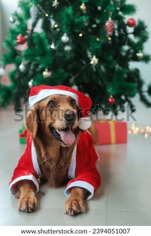 A vertical photo of a dog of the Golden Retriever breed, which lies against the background of a Christmas tree in a New Year's Santa Claus costume. Christmas dog wearing Santa hat smiling.