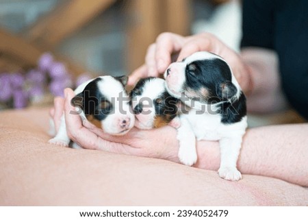 Small three puppies yorkshire terriers on the pillow with human hand gentle sweet picture