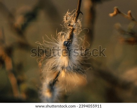 Caterpillar in a tree raw Photo 