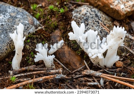 Clavulina rugosa. Wrinkled coral fungus, on pine forest floor. Royalty-Free Stock Photo #2394073071