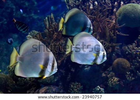 underwater image of reef and colorful fishes