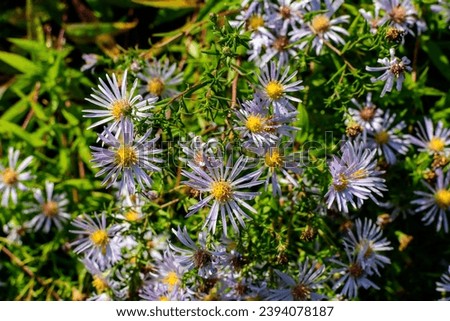 Many small vivid blue flowers of Aster amellus plant, known as the European Michaelmas daisy, in a garden in a sunny autumn day, beautiful outdoor floral background photographed with soft focus Royalty-Free Stock Photo #2394078187