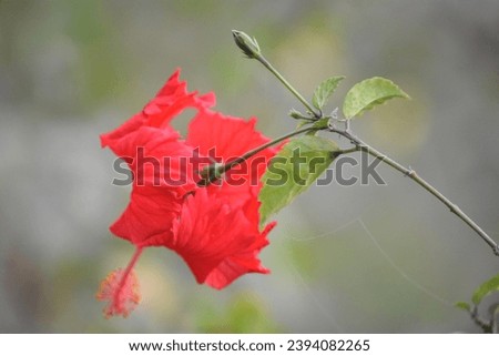 Hibiscus  Rosa Sinensis. A beautiful  flower can enamour anyone Royalty-Free Stock Photo #2394082265