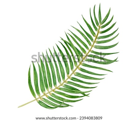 Green palm leaf. Watercolor hand drawn illustration of tropical plant for travel guides, cosmetic, spa, massage salon prints, wedding invitations, cards, textile, packing. Jungle liana clip art.