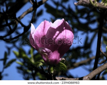  Pink magnolia, plant, botanicla garden. 