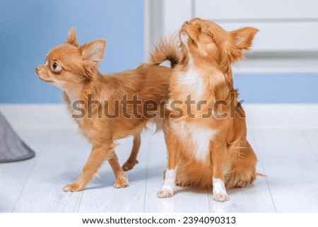 Two chihuahua dogs puppy and adult sitting at home. One of them closed eyes.
