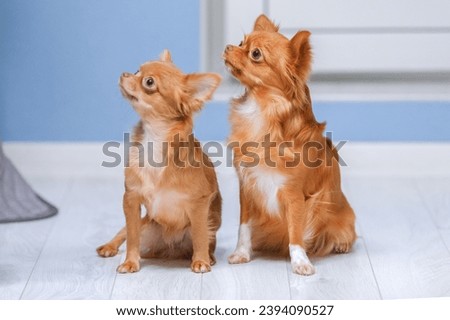 Two chihuahua dogs puppy and adult sitting at home and looking away.