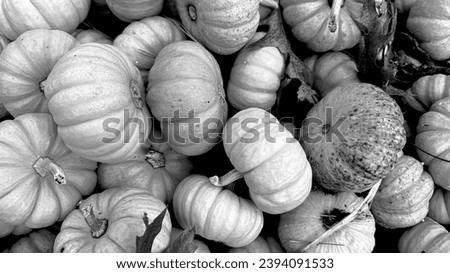 Black and white picture of harvested mini pumpkins in New Jersey, USA