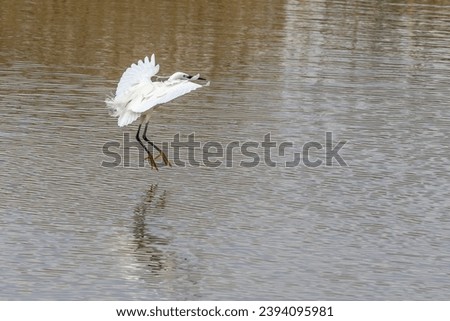 Little egret (Egretta garzetta) in flight