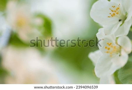 Spring flowers blossome close up macro
