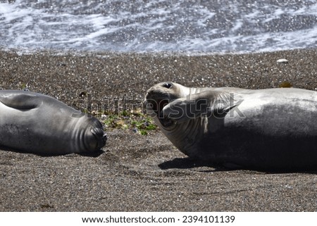 Tranquil scene captured: slumbering elephant seals sprawled across the sandy beach. The peaceful repose of these marine giants creates a serene tableau along the shoreline.