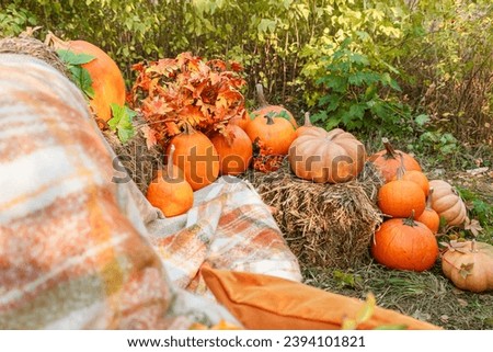 Beautiful autumn location with pumpkins, Halloween, close-up
