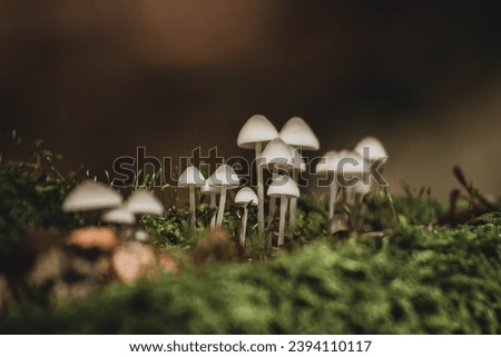 Little mushroom in the forrest Royalty-Free Stock Photo #2394110117