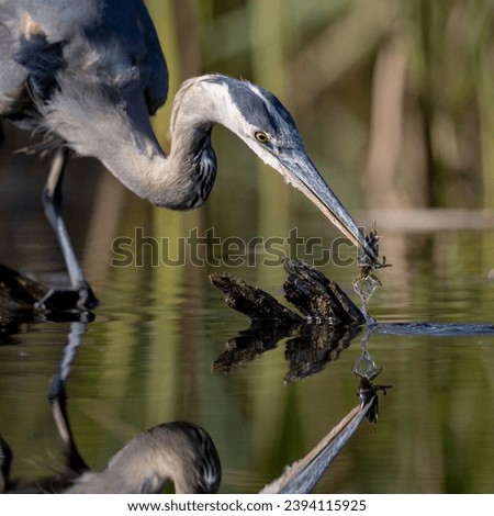 This image shows a great blue heron at an urban park.  It is wading in water, hunting for fish, large insects, and other aquatic life that happens by.  Here, it has caught a giant water bug. Royalty-Free Stock Photo #2394115925
