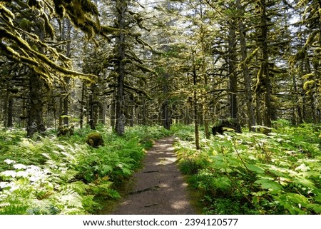 Walking trail passing through a forest of moss-covered Sitka Spruce Trees in the mountains north of the Alaskan capital city Juneau Royalty-Free Stock Photo #2394120577