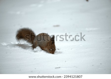 In winter, squirrels change color and become beautiful