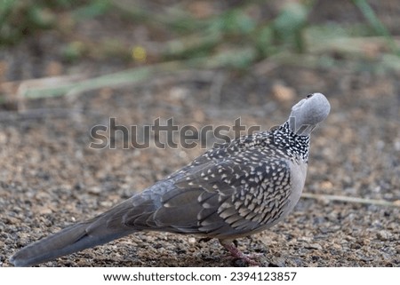 beautiful picture photograph of cute little pigeon dove hopping bird background wallpaper backdrop grazing natural beauty india tamilnadu tourism calm lonely spotted black dots ground sanctuary 