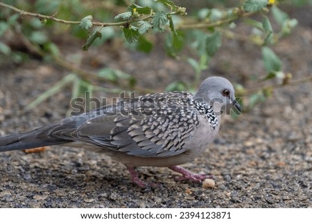 beautiful picture photograph of cute little pigeon dove hopping bird background wallpaper backdrop grazing natural beauty india tamilnadu tourism calm lonely spotted black dots ground sanctuary 