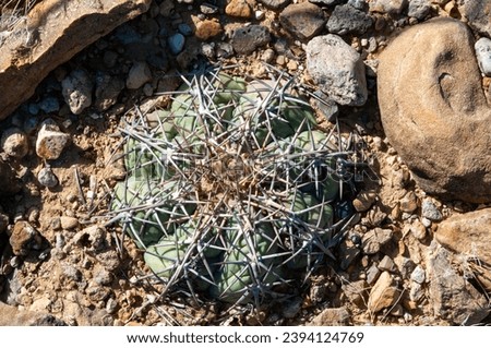 Horse crippler or devil's pincushion cactus (Echinocactus texensis) in the Texas Desert in Big Bend National Park Royalty-Free Stock Photo #2394124769