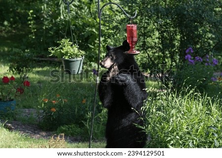 A photo of a black bear visiting a hummingbird feeder in a backyard.