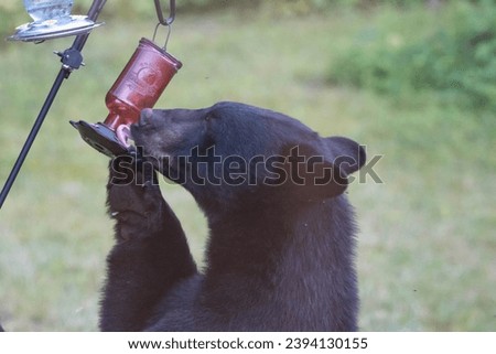 A close up photo of a black bear drinking from a hummingbird feeder.