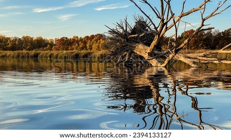 Dead Tree in the Lake at Golden Hour