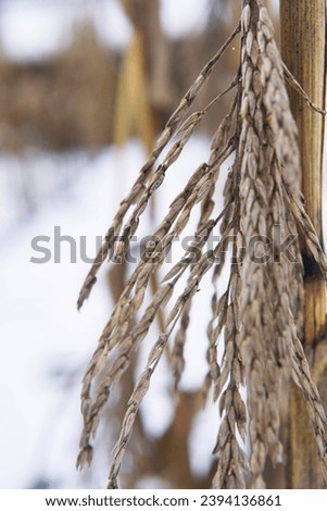 Corn field under snow in winter. Close-up