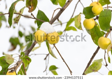 Yellow apples on snow covered tree branch, natural winter background