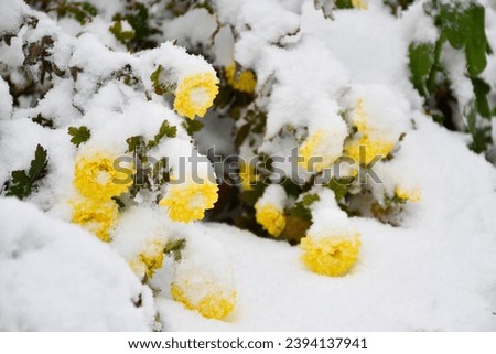 Yellow chrysanthemums in garden covered with snow, winter background