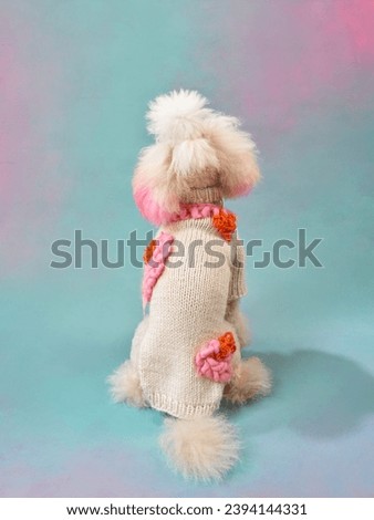 A poodle dog in a cozy sweater exudes charm, captured from behind against a soft-hued backdrop. The knit details and pink fluff highlight a pampered pet enjoying studio style
