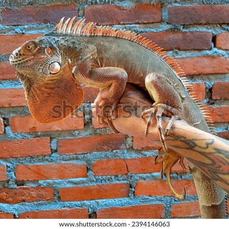 The red iguana is an athletic reptile that loves sunbathing