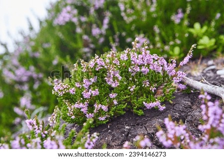 Close up picture of common heather or simply heather, Calluna vulgaris in latin. It is dominant plant in heathland and moorland in Europe, and in some bog vegetation and acidic pine and oak woodland. 