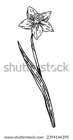 Narcissus sketch. Spring time flower clipart. Hand drawn vector illustration isolated on white background.