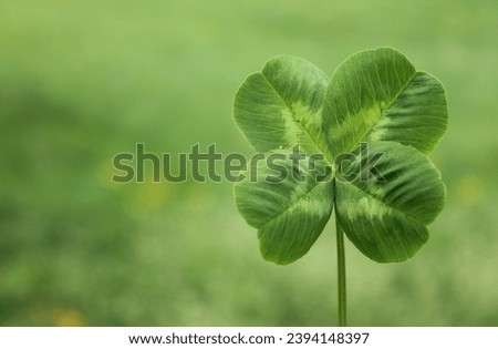 One four-leaf white clover with a blurred background of fresh spring grass. Four-leaf clover as a symbol of happiness and good luck. Green leaf with white lines on it. Light green blurred background. Royalty-Free Stock Photo #2394148397