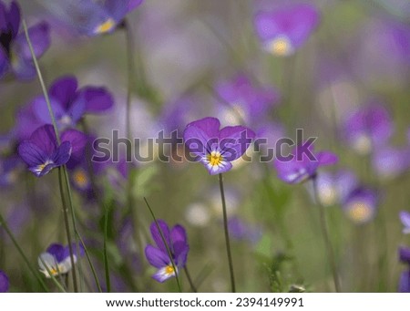 Viola tricolor is a common European wild flower, growing as an annual or short-lived perennial. The species is also known as wild pansy Royalty-Free Stock Photo #2394149991