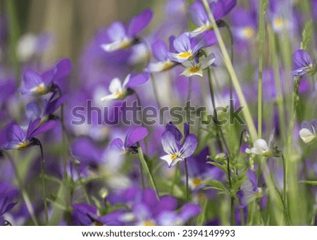 Viola tricolor is a common European wild flower, growing as an annual or short-lived perennial. The species is also known as wild pansy Royalty-Free Stock Photo #2394149993