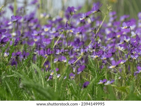 Viola tricolor is a common European wild flower, growing as an annual or short-lived perennial. The species is also known as wild pansy