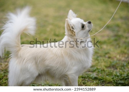 Portrait of small dog. Long hair chihuahua. white small dog.