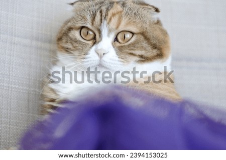 close up Three colored scottish fold cat 