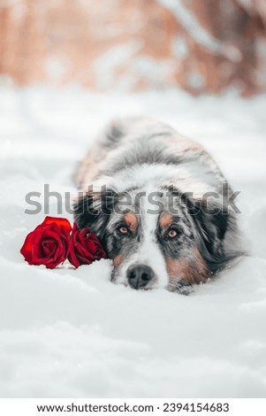 Australian shepherd dog with roses in snow Royalty-Free Stock Photo #2394154683