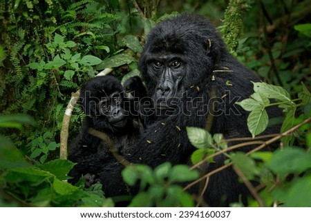 Eastern Gorilla - Gorilla beringei critically endangered largest living primate, lowland gorillas or Grauer's gorillas (graueri) in the green rainforest, adults and child feeding and playing Royalty-Free Stock Photo #2394160037