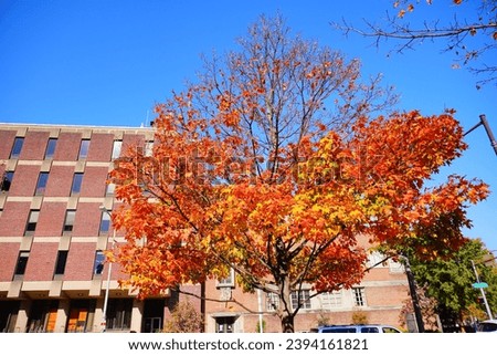 University of Pennsylvania Fall colorful foliage autumn landscape