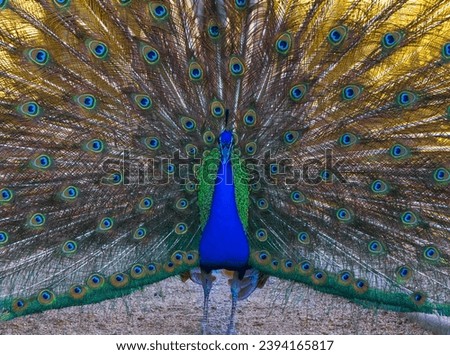 Peacocks are among the most beautiful and dignified birds. The wonderful coloration of these unusual animals are an expression of the landscape. Royalty-Free Stock Photo #2394165817