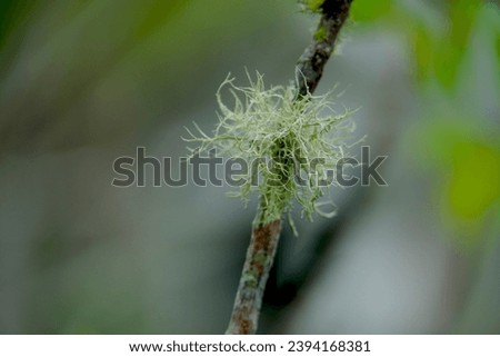 Florida moss with greenery in forest 