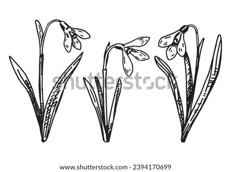 Spring time flowers collection. Clipart set of snowdrops sketches. Hand drawn vector illustration isolated on white.
