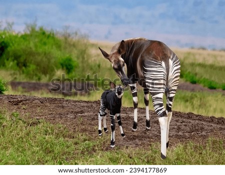 Gorgeous couple mom okapi forest giraffe and her little cub close-up