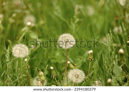 summer blowball flower. blowball flower in grass. image of blowball flower. summer blowball flower