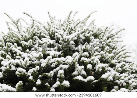 Freshly fallen snow on a yew tree.

 Royalty-Free Stock Photo #2394181609